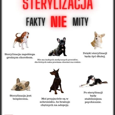 Dofinansowanie zabiegu sterylizacji psów
