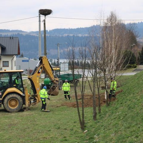 Sadzenie drzew wokół Urzędu Gminy Czorsztyn!