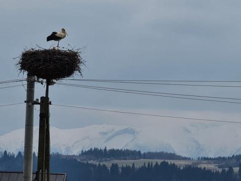 „Rzecz to dzisiaj niesłychana!…wybierz imię dla bociana!"