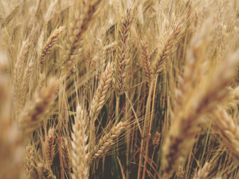 Zapraszamy na Dożynki w Gminie Czorsztyn