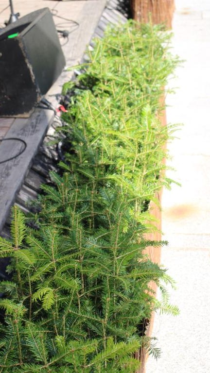 IMG_3126 (Niestandardowy).JPG