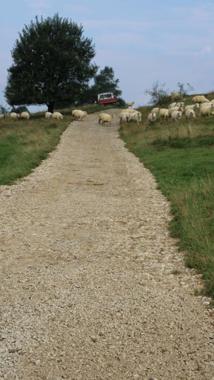 IMG_4049 (Niestandardowy).JPG