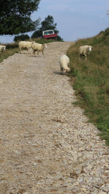 IMG_4050 (Niestandardowy).JPG