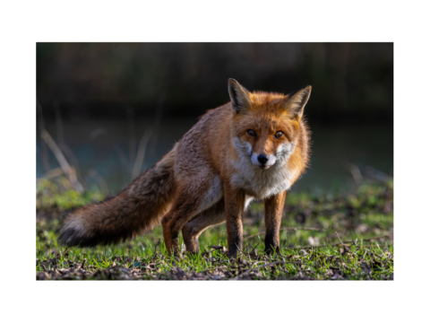 Jesienna akcja szczepienia lisów przeciwko wściekliźnie