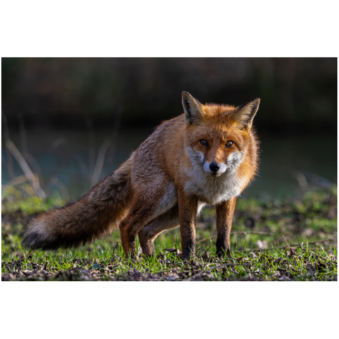 Jesienna akcja szczepienia lisów przeciwko wściekliźnie