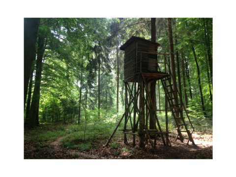 Informacja o polowaniach zbiorowych na terenie Gminy Czorsztyn