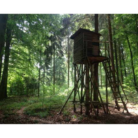 Informacja o polowaniach zbiorowych na terenie Gminy Czorsztyn