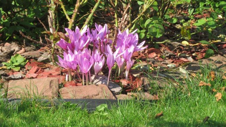 Cichoń Rozalia-l (5) (Niestandardowy).JPG