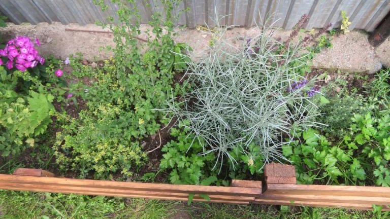 Cichoń Rozalia-w (14) (Niestandardowy).JPG