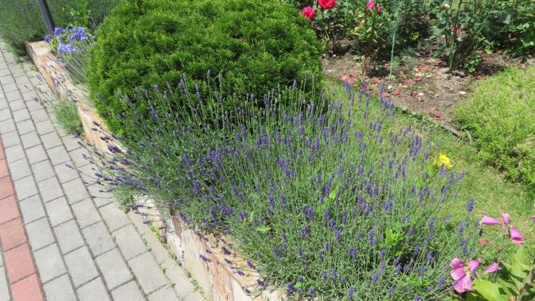 Cichoń Rozalia-w (7) (Niestandardowy).JPG