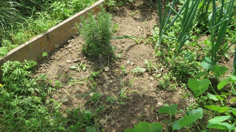 Kamyk Ewa-w (9) (Niestandardowy).JPG