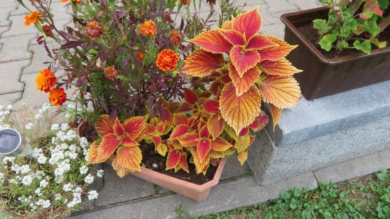 Kierpiec Lucyna-l (15) (Niestandardowy).JPG