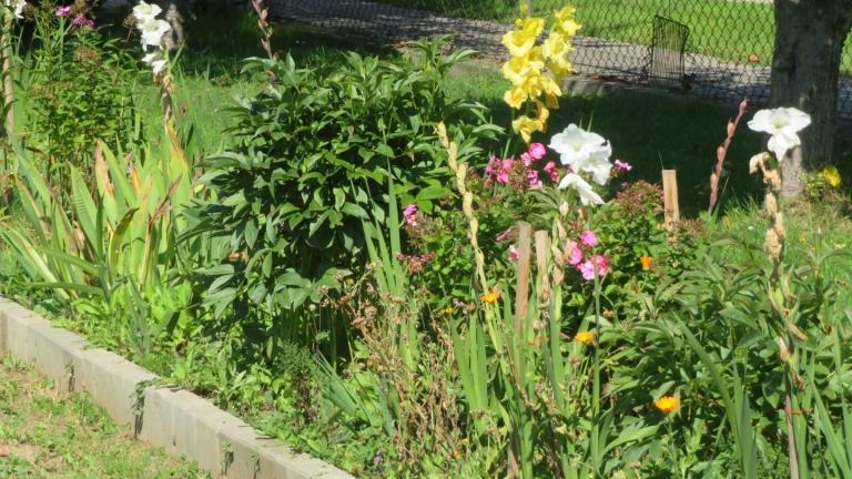 Kierpiec Lucyna-l (22) (Niestandardowy).JPG