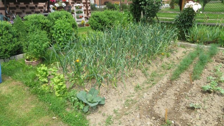 Kierpiec Lucyna-w (8) (Niestandardowy).JPG