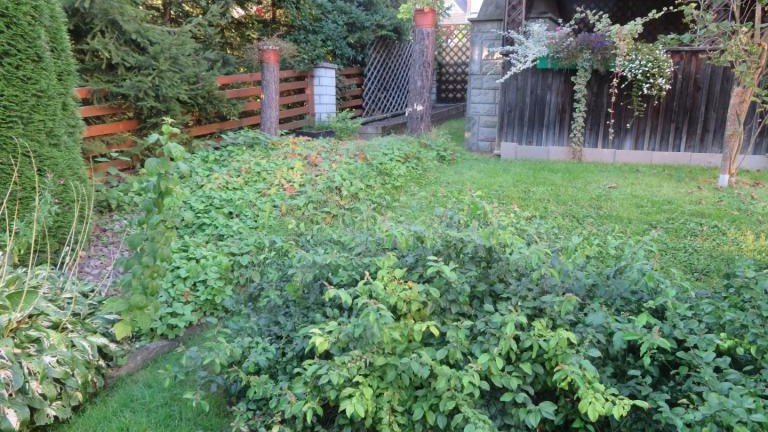 Pichniaczyk Barbara-l (19) (Niestandardowy).JPG