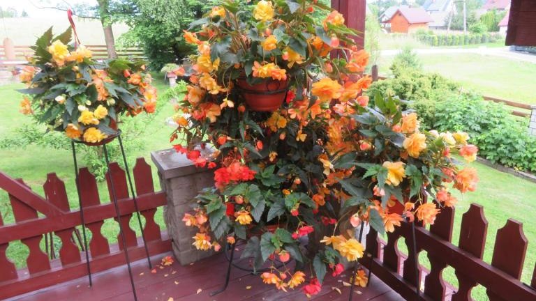 Pichniaczyk Barbara-w (31) (Niestandardowy).JPG