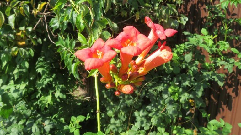 Regiec Maria-l (16) (Niestandardowy).JPG