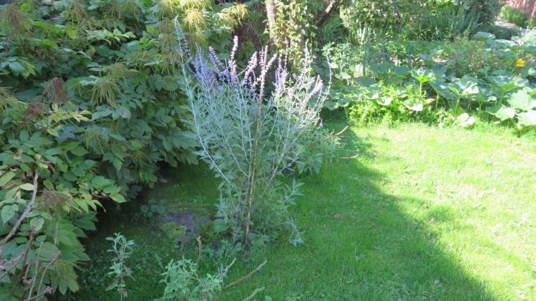 Regiec Maria-l (6) (Niestandardowy).JPG