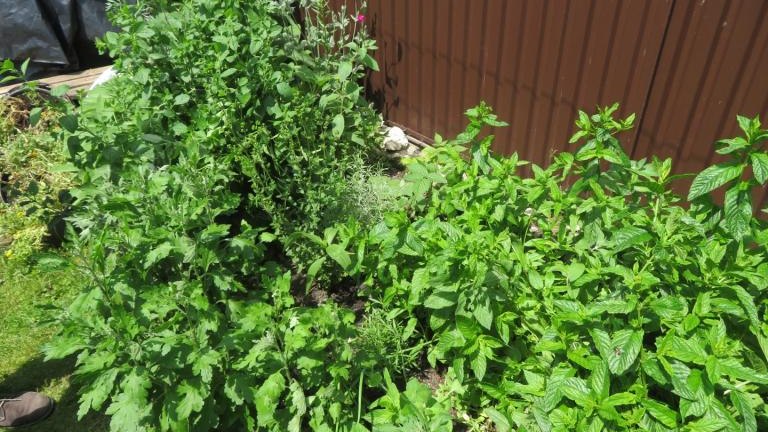 Regiec Maria-w (20) (Niestandardowy).JPG