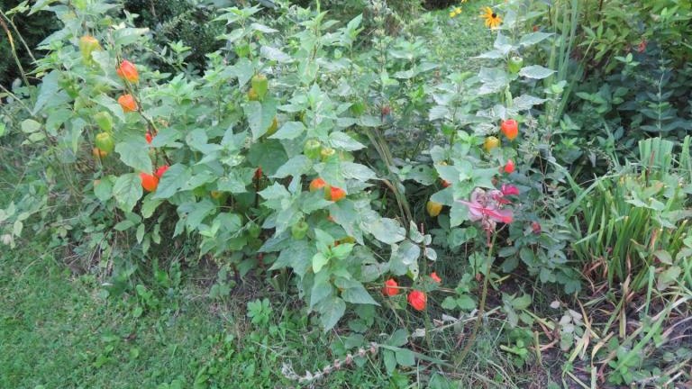 Winczowska Anna-l (12) (Niestandardowy).JPG