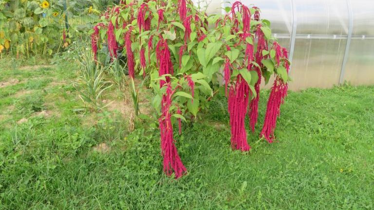 Wolska Lucyna-l (10) (Niestandardowy).JPG