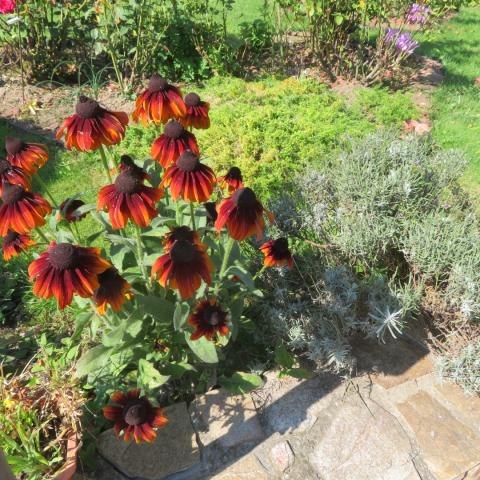 „Mój ogród kwiatowy” 2023 – galeria zdjęć