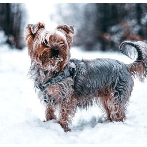 Komunikat Powiatowego Lekarza Weterynarii w Nowym Targu