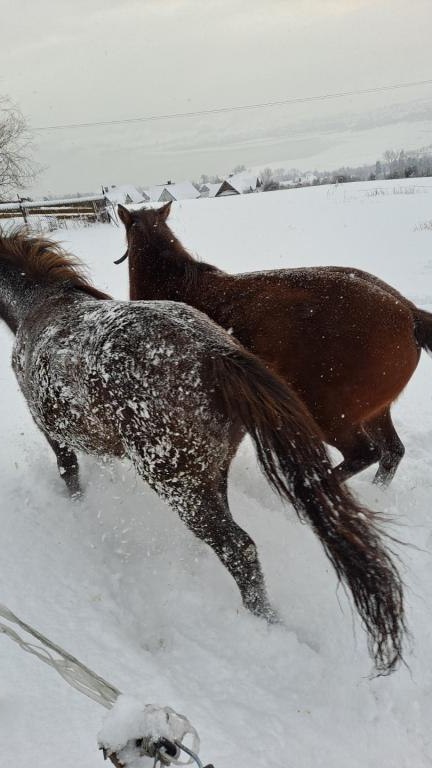 Kulig4 (Niestandardowy).jpg