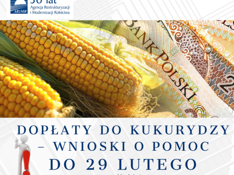 Dopłaty do kukurydzy – informacja dla producentów kukurydzy