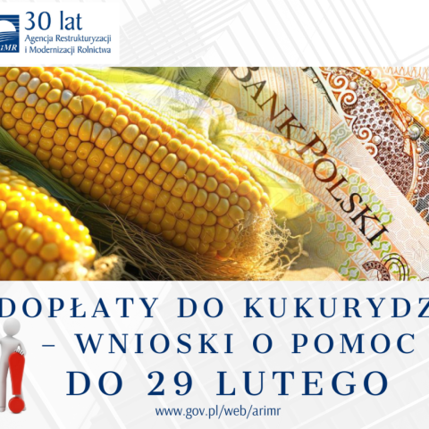 Dopłaty do kukurydzy – informacja dla producentów kukurydzy