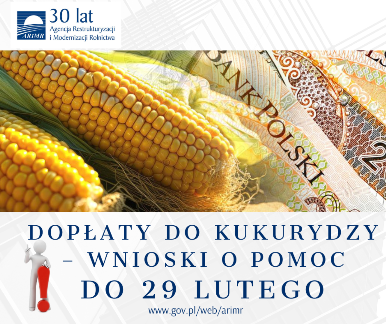 Dopłaty do kukurydzy – informacja dla producentów kukurydzy
