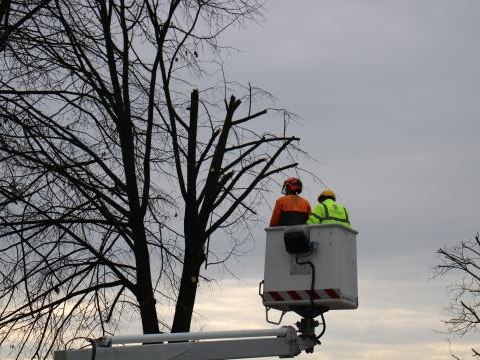 Trwają prace pielęgnacyjne w obrębie koron drzew