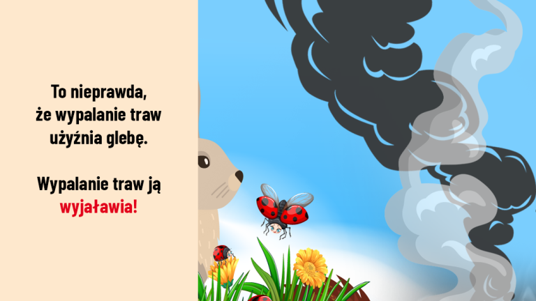 Trawy6 1080x1080 (Niestandardowy).png