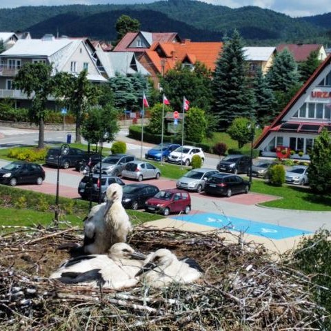 Wybrano imiona dla bocianów