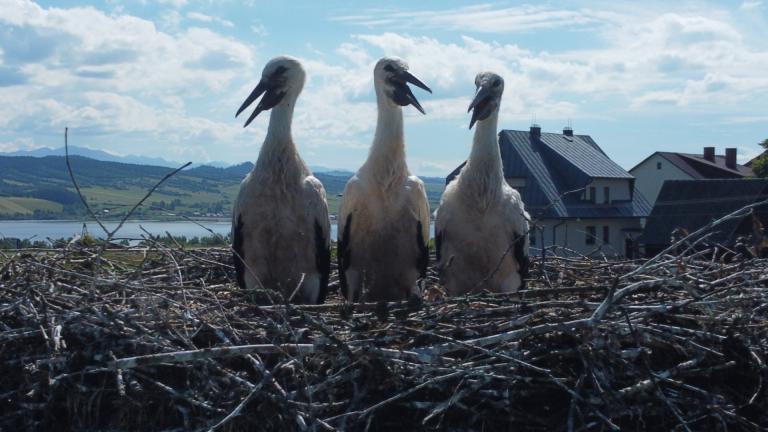 DJI_0576 (Niestandardowy).JPG