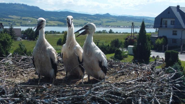 DJI_0579 (Niestandardowy).JPG