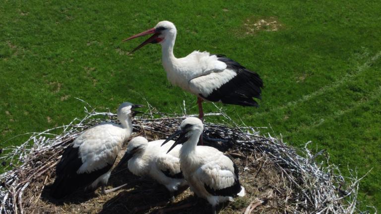 DJI_0650 (Niestandardowy).JPG