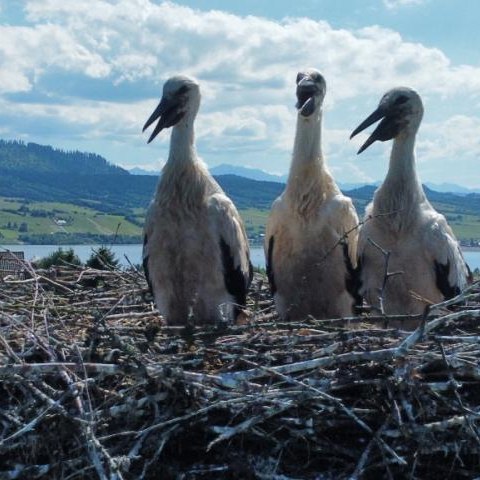 W całej Polsce trwa obrączkowanie, swoje obrączki otrzymały nasze młode bociany