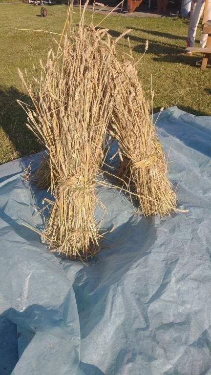 IMG_20240728_182008890 (Niestandardowy).jpg