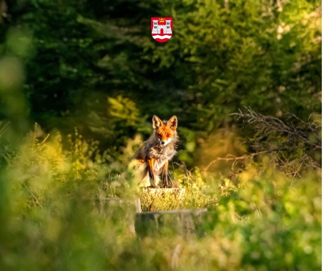 Jesienna akcja szczepienia lisów - komunikat