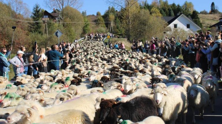 2 (27) (Niestandardowy).JPG