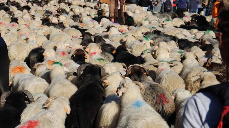 2 (39) (Niestandardowy).JPG