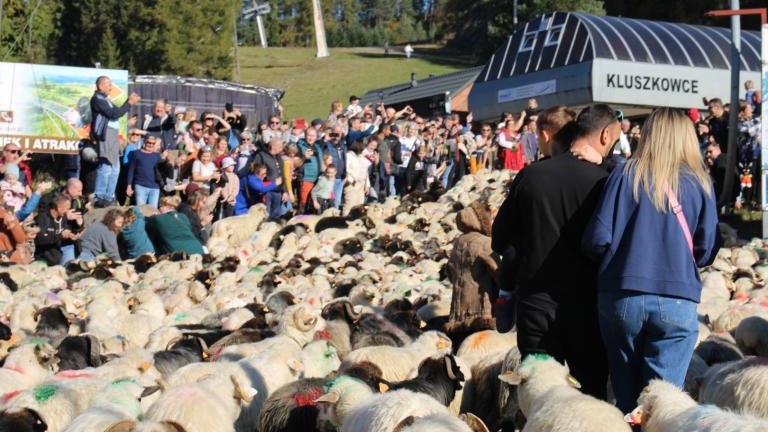 2 (40) (Niestandardowy).JPG