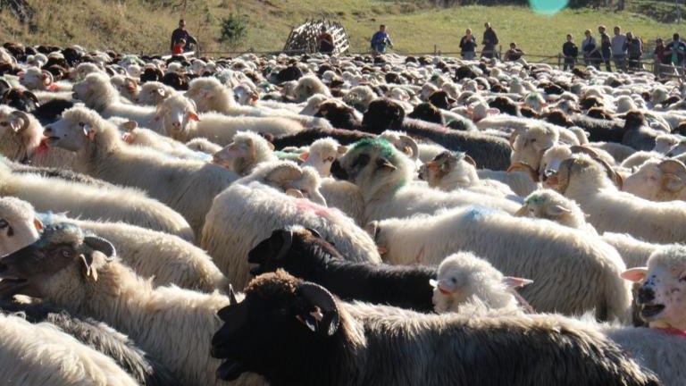 2 (44) (Niestandardowy).JPG