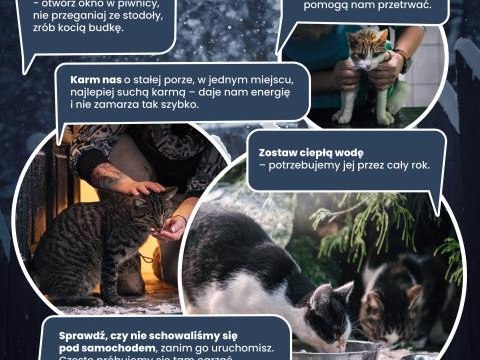 Jak pomóc kotom wolnożyjącym w zimie?