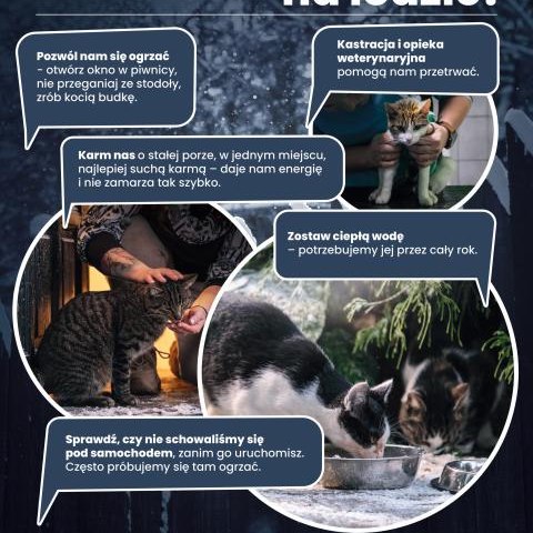 Jak pomóc kotom wolnożyjącym w zimie?