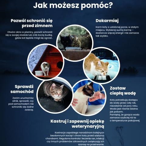 Opieka nad kotami wolno żyjącymi: praktyczny poradnik