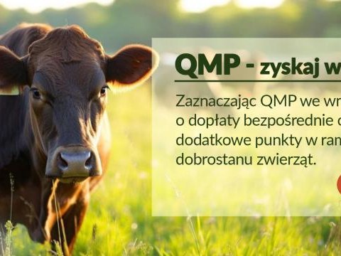 Ekoschemat „Dobrostan zwierząt” - dodatkowe pieniądze dla hodowców bydła z QMP – tylko do 16 czerwca!