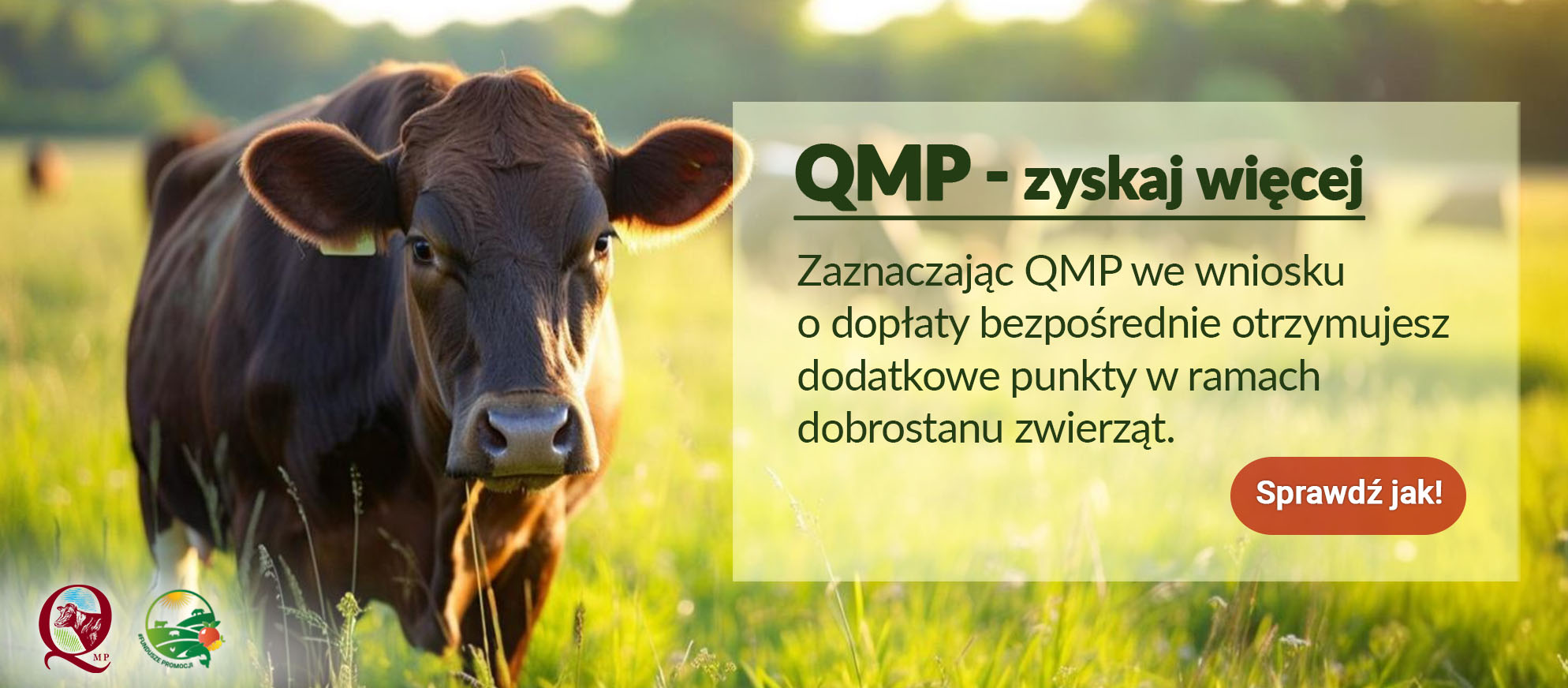 Ekoschemat „Dobrostan zwierząt” - dodatkowe pieniądze dla hodowców bydła z QMP – tylko do 16 czerwca!