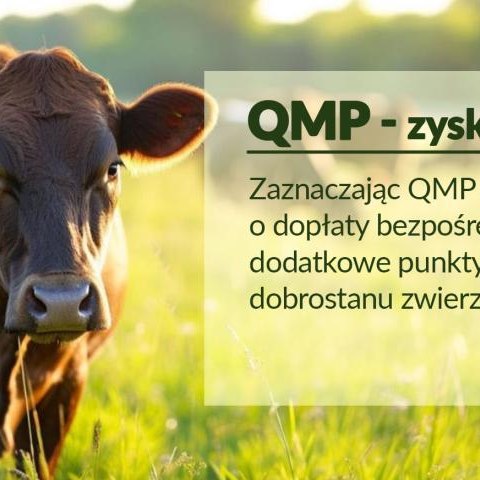 Bezpłatne webinary o systemie QMP